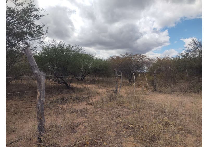Foto 13 de 19: Area Rural em leilão em Campo Grande Do Piauí - PI — LOTE 001 15 HA DE TERRAS