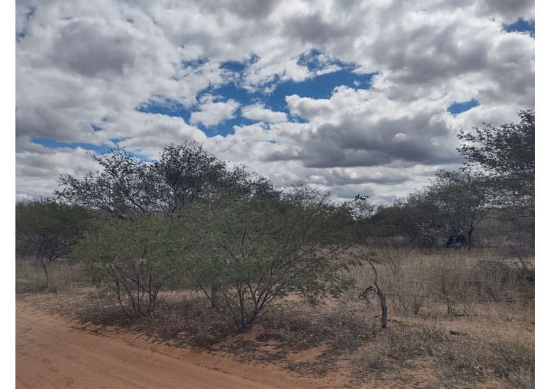 Foto 14 de 19: Area Rural em leilão em Campo Grande Do Piauí - PI — LOTE 001 15 HA DE TERRAS