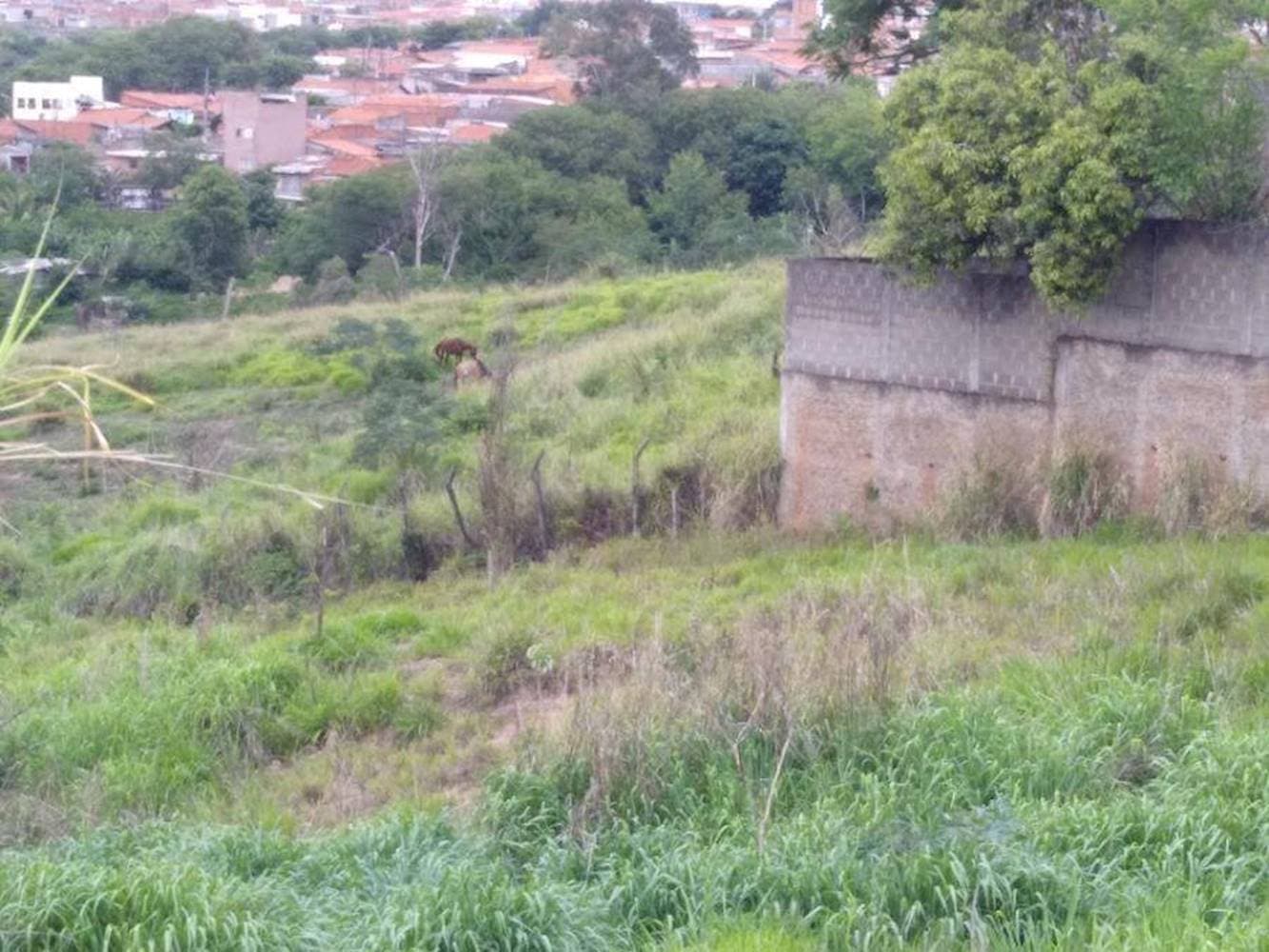 Foto 11 de 15: Terreno em leilão em Limeira - SP — Terreno no Jardim Residencial Regina Bastelli - Limeira/SP