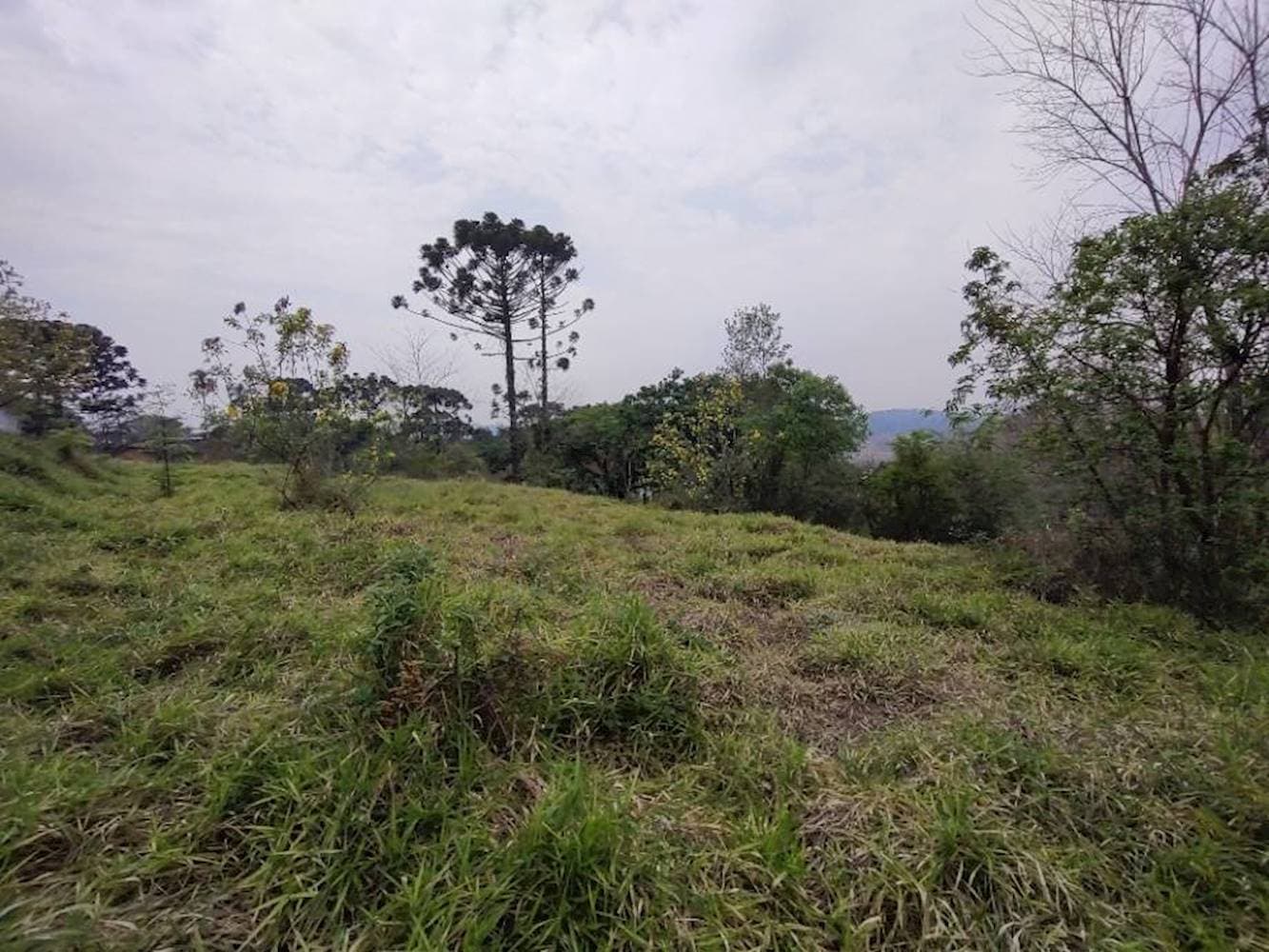 Foto 7 de 7: Terreno em leilão em Cotia - SP — Terreno no Jardim Sabia em Cotia/SP