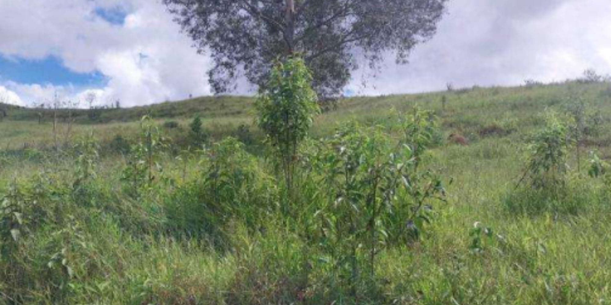 Foto 2 de 4: Area Rural em leilão em Cristina - MG, bairro Colônia Joaquim Delfino — Terreno na Colônia Joaquim Delfino - Cristina/MG