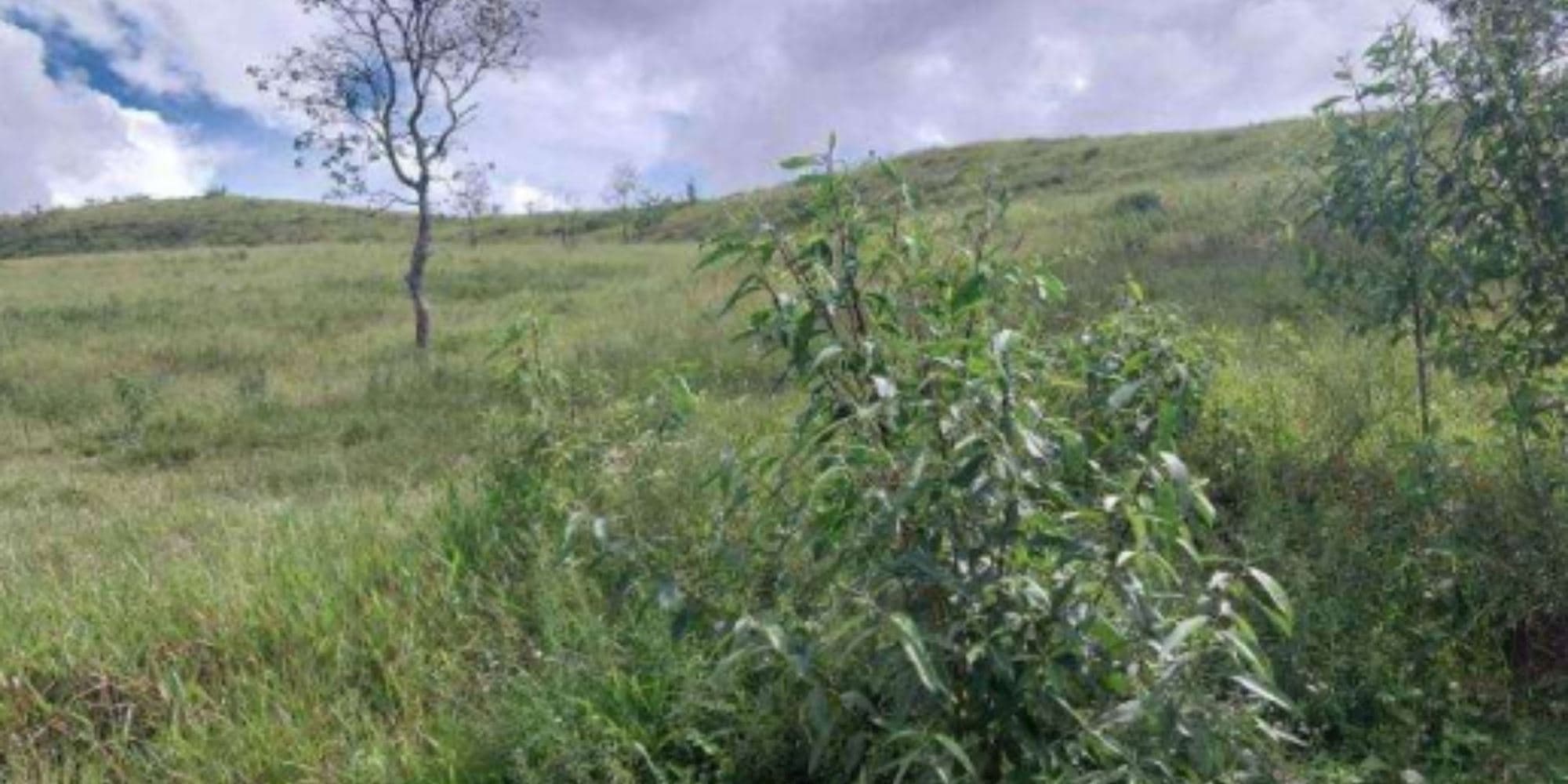 Foto 3 de 4: Area Rural em leilão em Cristina - MG, bairro Colônia Joaquim Delfino — Terreno na Colônia Joaquim Delfino - Cristina/MG