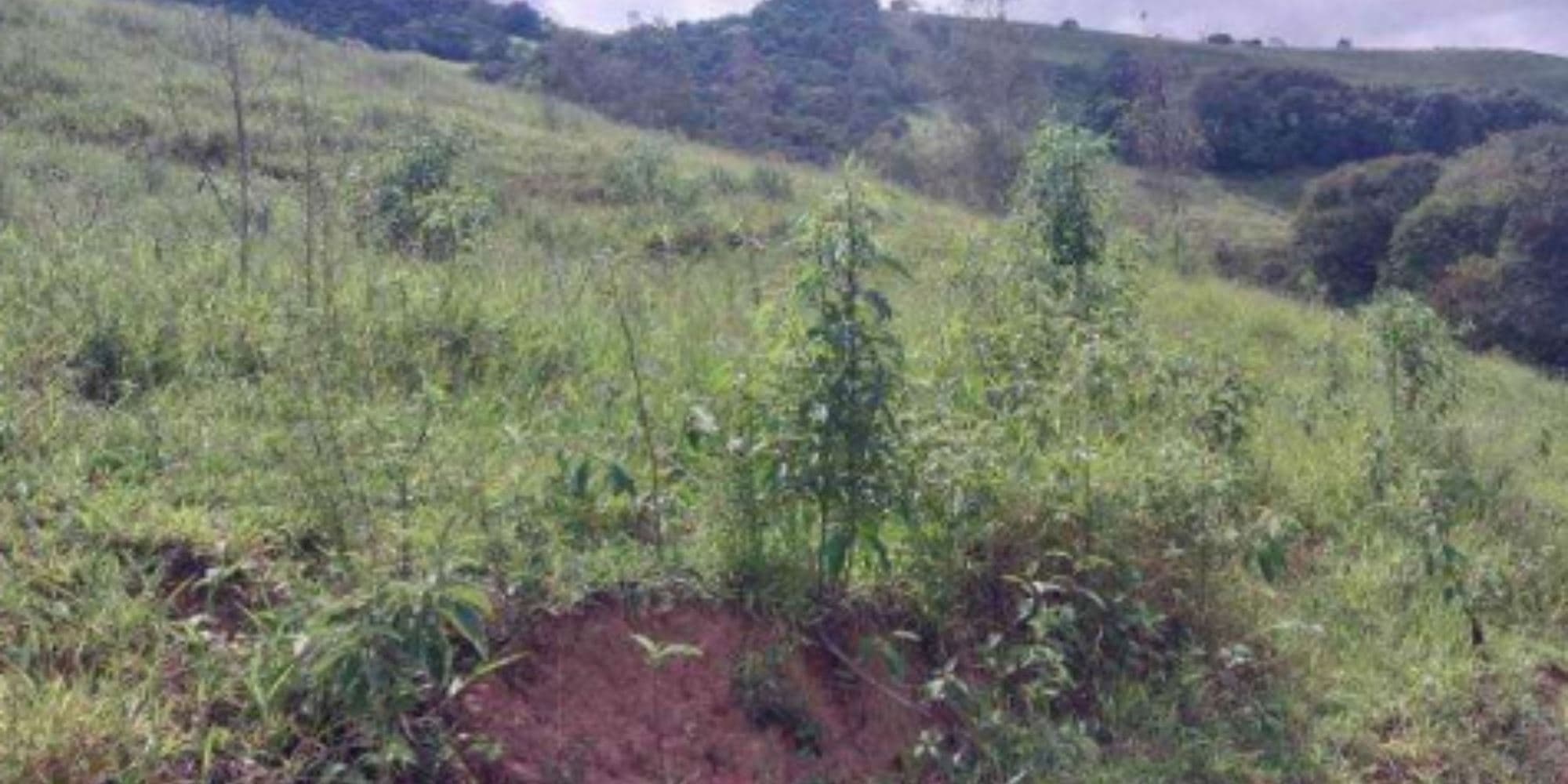 Foto 4 de 4: Area Rural em leilão em Cristina - MG, bairro Colônia Joaquim Delfino — Terreno na Colônia Joaquim Delfino - Cristina/MG
