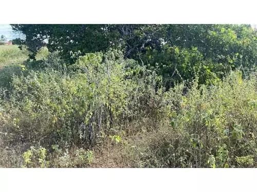 Foto 12 de 14: Terreno em leilão em Areia Branca - RN — Terreno Desocupado - Mel De Baixo - Areia Branca/rn