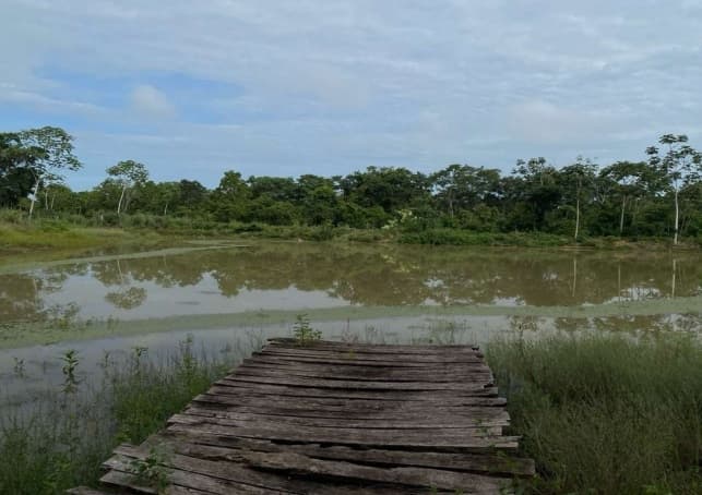 Foto 13 de 20: Area Rural em leilão em Rosário Oeste - MT — Fazenda, 148,93 Hectares, Raizama, Rosário Oeste/MT