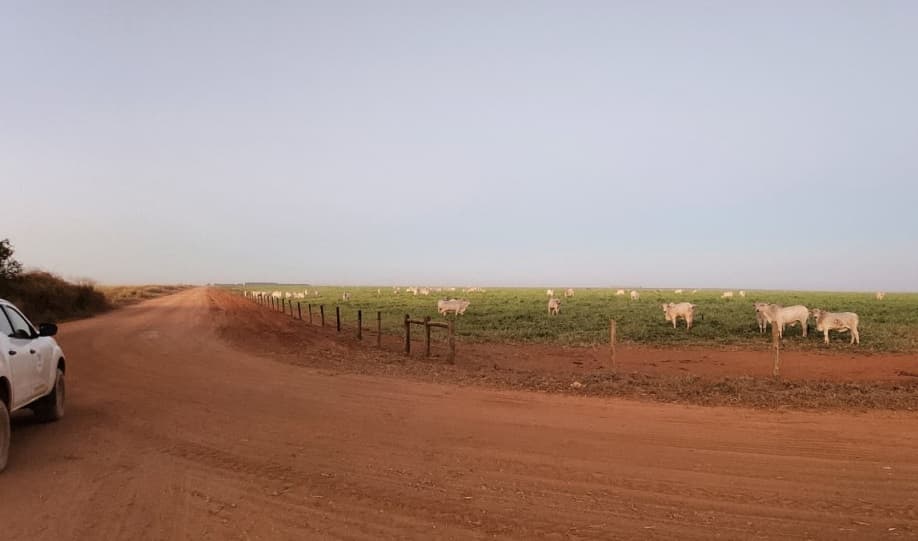 Foto 5 de 9: Area Rural em leilão em Campo Verde - MT — Fazenda, CULTIVO E PASTO, 555,15 Hectares, Soja, Milho e Algodão, Campo Verde/MT