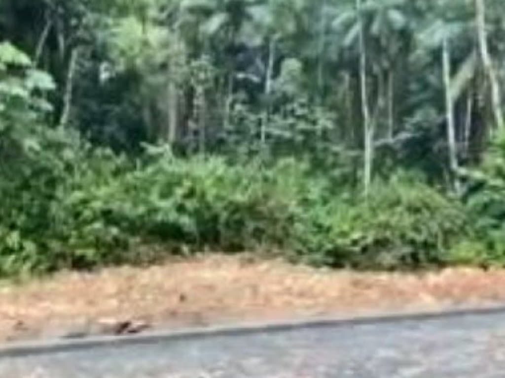 Foto 2 de 2: Terreno em leilão em Timbó - SC — Área com 5.533 m² - Padre Martinho Stein - Timbó - SC
