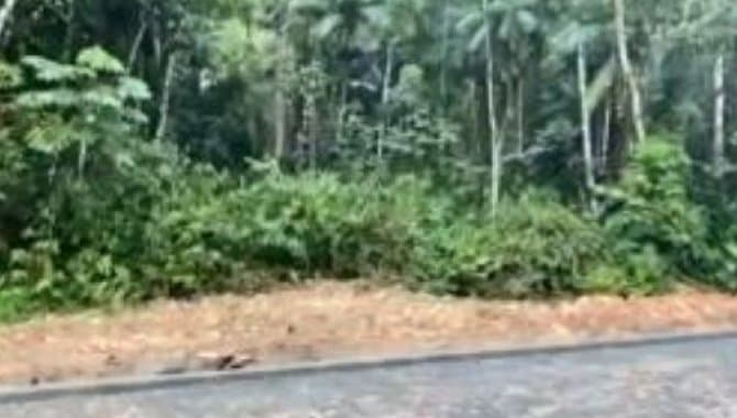 Foto 1 de 2: Terreno em leilão em Timbó - SC — Área com 5.533 m² - Padre Martinho Stein - Timbó - SC