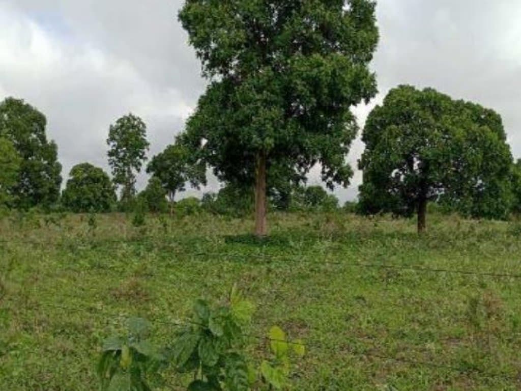 Foto 4 de 5: Area Rural em leilão em Aruanã - GO — Área Rural 27 ha - Aruanã-GO - Chácara Marambaia - Zona Rural