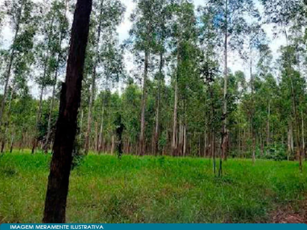 Foto 5 de 5: Area Rural em leilão em Angatuba - SP — Imóvel Rural 221 ha (Horto Florestal Empax) - Cerro - Angatuba - SP