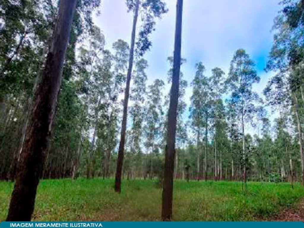 Foto 4 de 5: Area Rural em leilão em Angatuba - SP — Imóvel Rural 221 ha (Horto Florestal Empax) - Cerro - Angatuba - SP