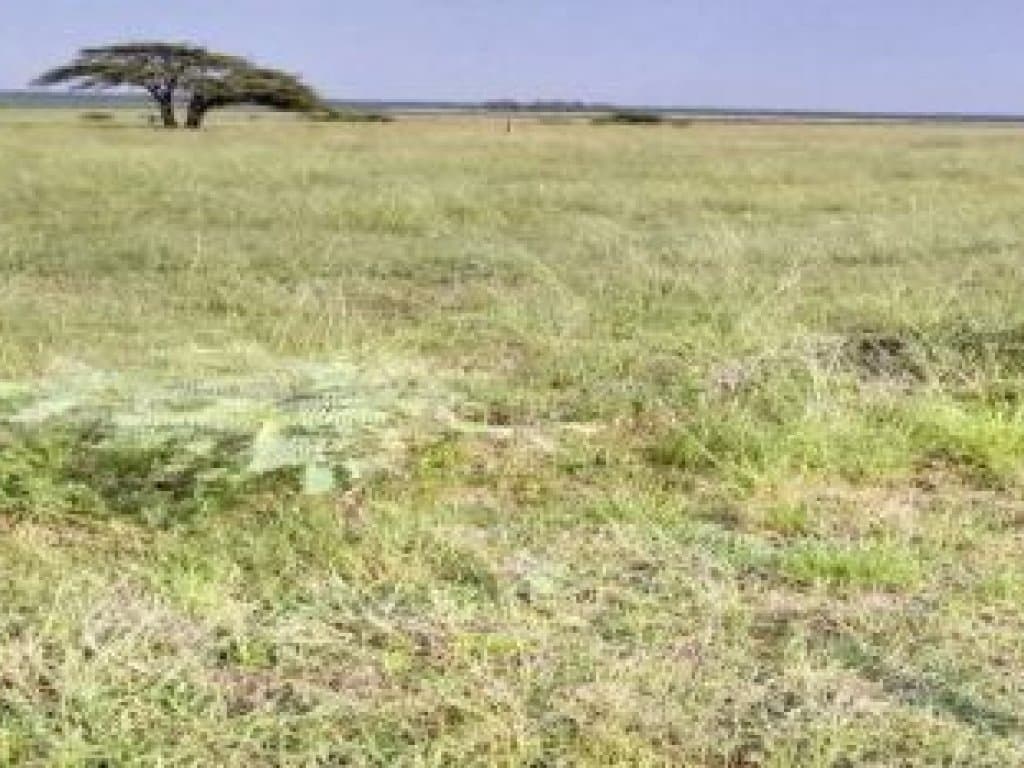 Foto 2 de 2: Area Rural em leilão em Uruguaiana - RS, bairro Imbaá — Área Rural 38 ha - Uruguaiana-RS - Imbaá - Zona Rural