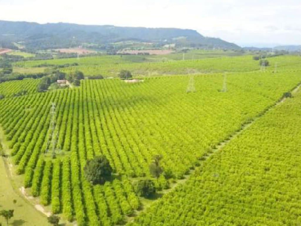 Foto 5 de 7: Area Rural em leilão em Cabreúva - SP — Direitos sobre Imóvel Rural 36 ha - Potencial Incorporação Residencial e/ou Industrial - Cabreúva - SP