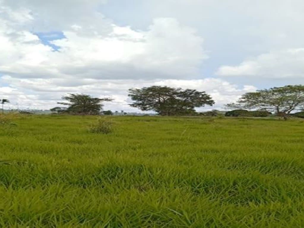 Foto 3 de 4: Area Rural em leilão em Bandeirantes - MS — Área Rural 20 ha - Bandeirantes-MS - Chácara Boa Vista - Gleba 2-B - Zona Rural