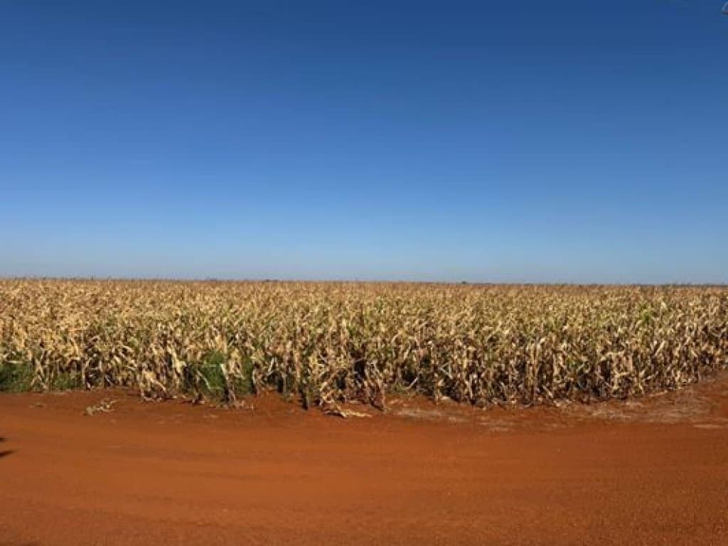 Foto 3 de 6: Area Rural em leilão em Sidrolândia - MS — Área Rural com 20 ha (Fazenda Ducampo) - Sidrolândia - MS