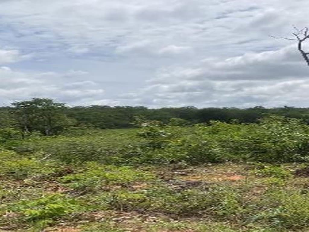 Foto 3 de 3: Area Rural em leilão em Serra Dourada - BA — Área Rural 100 ha - Serra Dourada-BA - Fazenda São Joaquim - Seta Branca
