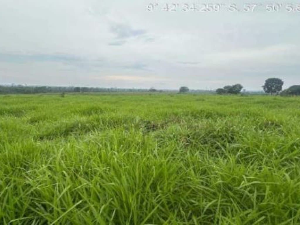 Foto 2 de 2: Area Rural em leilão em Nova Bandeirantes - MT — Área Rural 56 ha - Nova Bandeirantes-MT - Estrada Pirajui-MT para Nova Bandeirantes-MT - Zona Rural