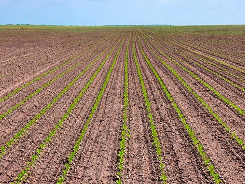 Foto 3 de 11: Area Rural em leilão em Chapadinha - MA — Imóvel Rural com 1.488 ha (Fazendas Macajuba, Conquista, Conquista II e Confiança) - Chapadinha - MA