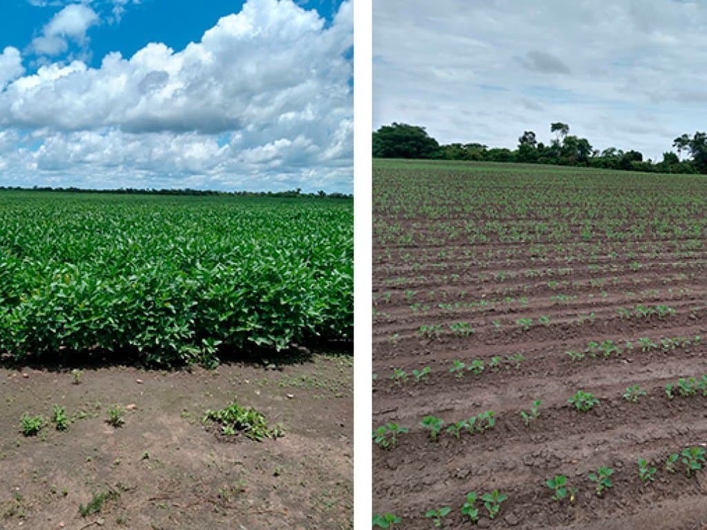 Foto 4 de 11: Area Rural em leilão em Chapadinha - MA — Imóvel Rural com 1.488 ha (Fazendas Macajuba, Conquista, Conquista II e Confiança) - Chapadinha - MA