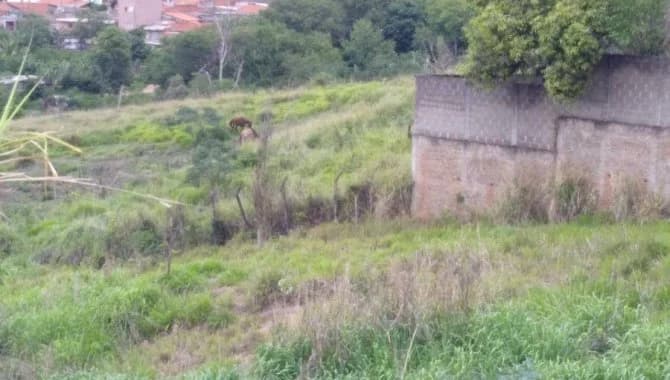 Foto 12 de 15: Terreno em leilão em Limeira - SP — Área com 21.723 m² - Jardim Residencial Regina Bastelli - Limeira - SP