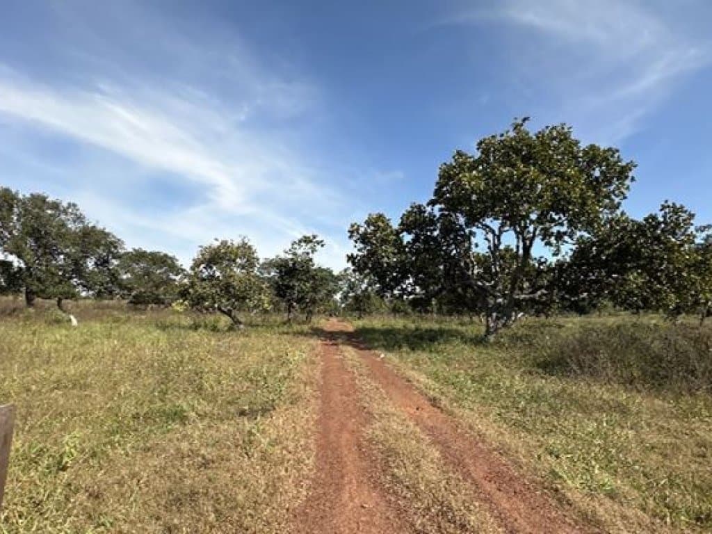 Foto 8 de 14: Area Rural em leilão em Barra Do Garças - MT — Área Rural 360 ha - Barra do Garças-MT - Rodovia Federal BR-070, Km 25 - Zona Rural