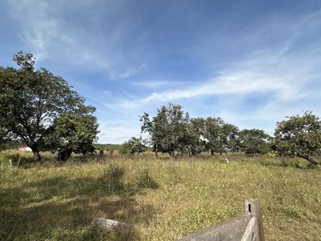 Foto 4 de 14: Area Rural em leilão em Barra Do Garças - MT — Área Rural 360 ha - Barra do Garças-MT - Rodovia Federal BR-070, Km 25 - Zona Rural