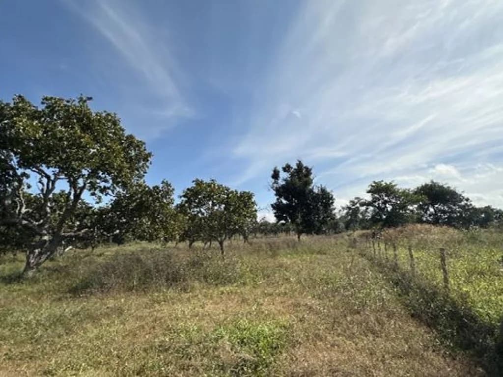 Foto 5 de 14: Area Rural em leilão em Barra Do Garças - MT — Área Rural 360 ha - Barra do Garças-MT - Rodovia Federal BR-070, Km 25 - Zona Rural