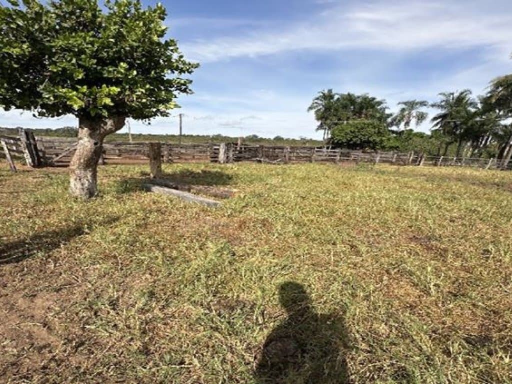 Foto 10 de 14: Area Rural em leilão em Barra Do Garças - MT — Área Rural 360 ha - Barra do Garças-MT - Rodovia Federal BR-070, Km 25 - Zona Rural