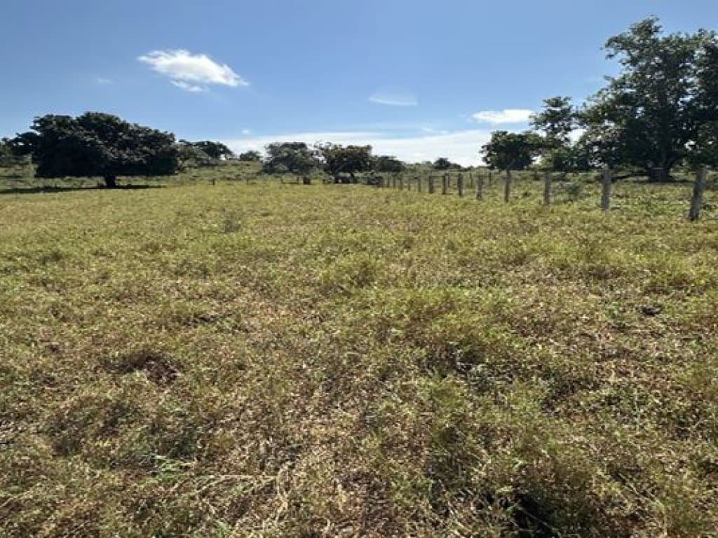 Foto 2 de 14: Area Rural em leilão em Barra Do Garças - MT — Área Rural 360 ha - Barra do Garças-MT - Rodovia Federal BR-070, Km 25 - Zona Rural