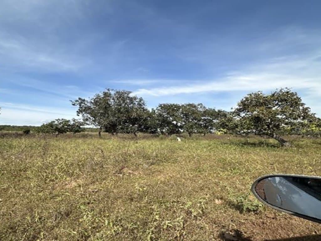 Foto 14 de 14: Area Rural em leilão em Barra Do Garças - MT — Área Rural 360 ha - Barra do Garças-MT - Rodovia Federal BR-070, Km 25 - Zona Rural