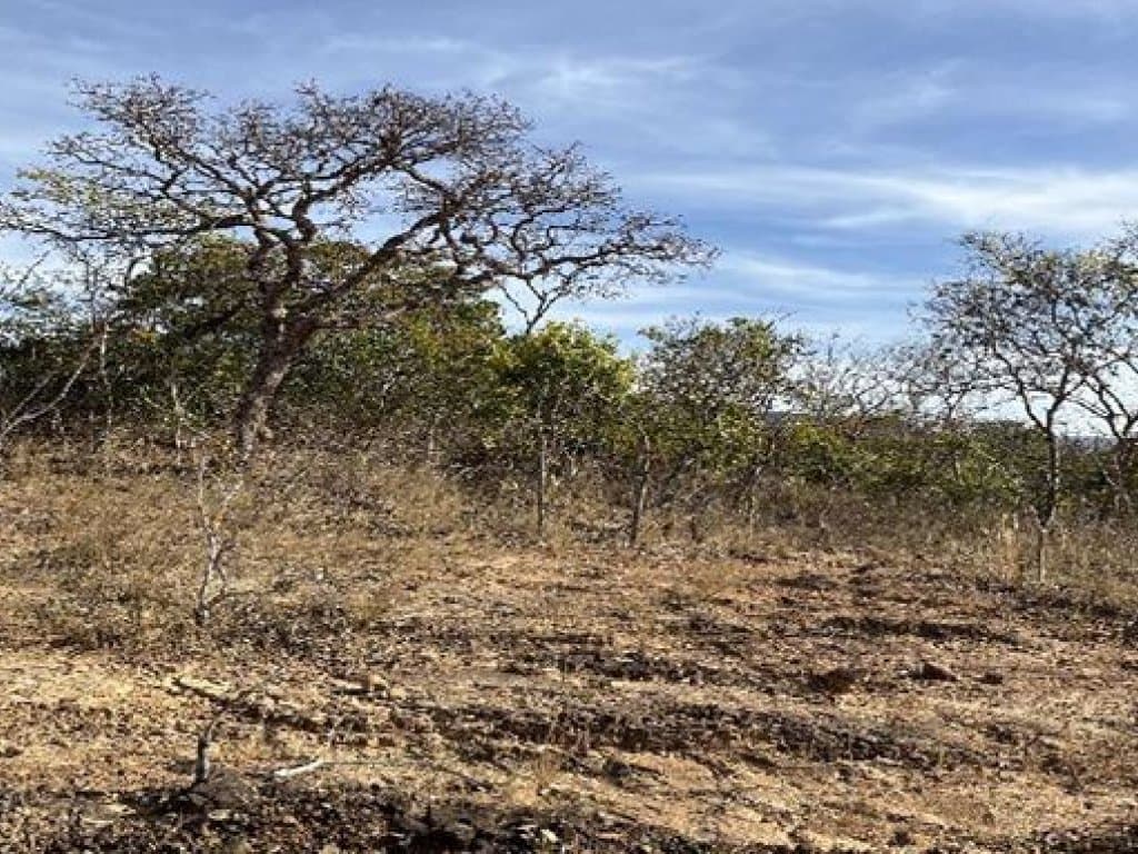 Foto 2 de 2: Area Rural em leilão em Buritis - MG, bairro Zona Rural — Área Rural 50 ha - Buritis-MG - Fazenda São Vicente ou Santa Tereza - Gleba 01 - Zona Rural