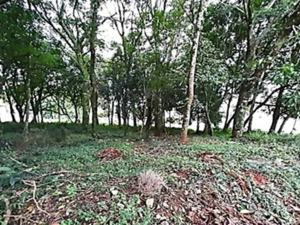 Foto 6 de 8: Terreno em leilão em Passo Fundo - RS, bairro Vila Lucas Araújo — Terreno 528 m² - Vila Lucas Araújo - Passo Fundo - RS