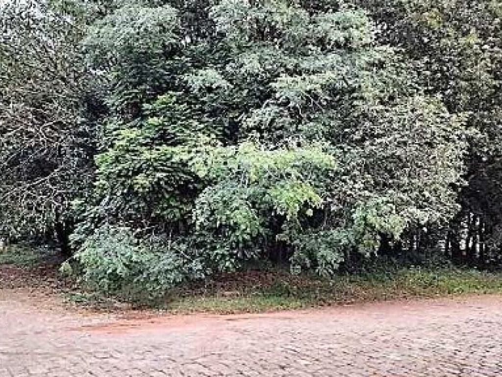 Foto 1 de 8: Terreno em leilão em Passo Fundo - RS, bairro Vila Lucas Araújo — Terreno 528 m² - Vila Lucas Araújo - Passo Fundo - RS