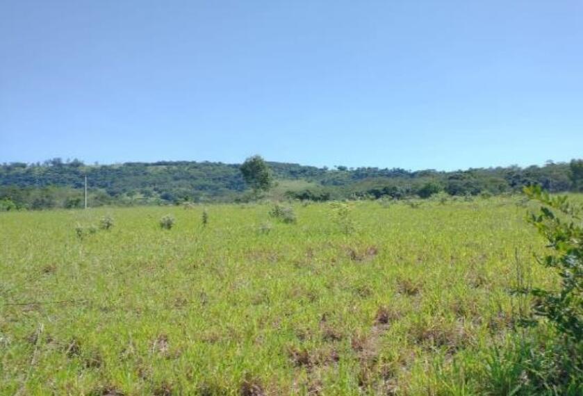 Foto 2 de 5: Area Rural em leilão em São Simão - SP — Imóvel Rural | São Simão/SP