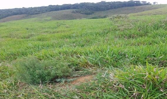 Foto 4 de 4: Area Rural em leilão em Juiz De Fora - MG — Imóvel Rural | Juiz de Fora/MG
