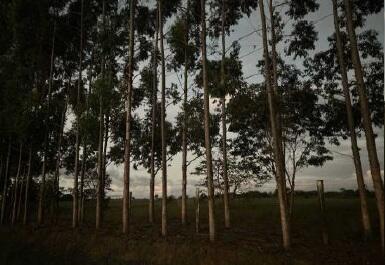 Foto 1 de 4: Area Rural em leilão em Ribeirão Do Largo - BA — Imóvel Rural | Ribeirão do Largo/BA