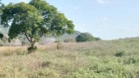 Area Rural em leilão em Riacho De Santana - BA — FAZENDA DE 250 HECTARES RIACHO DE SANTANA - BA