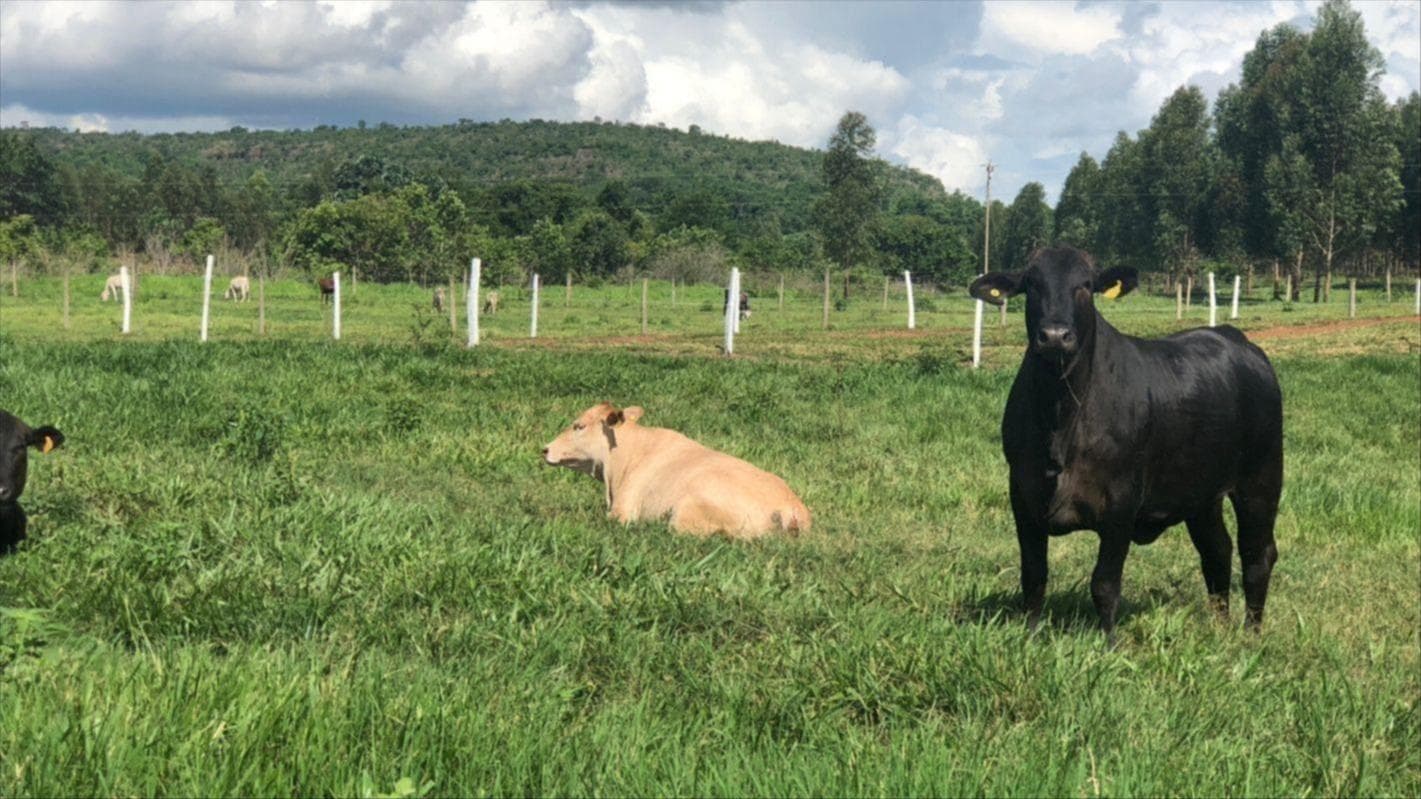 Area Rural em leilão em Soledade De Minas - MG — Uma gleba de terras- FAZENDA PONTE VELHA-(ENTRE EM CONTATO COM O LEILOEIRO 035-99710-0861)