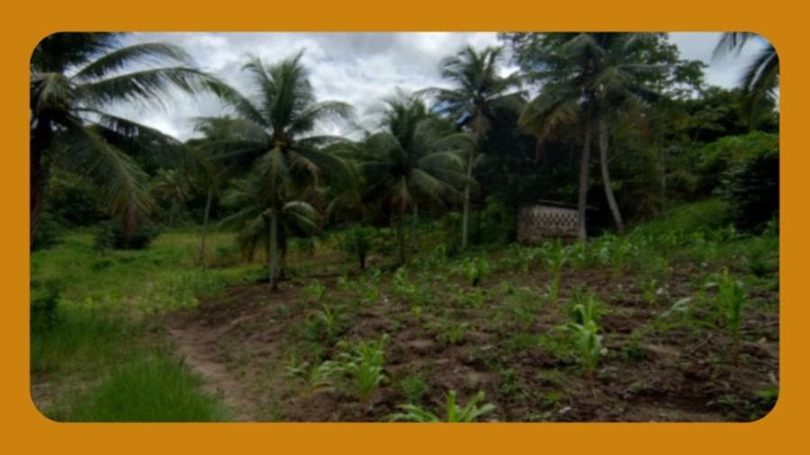 Foto 1 de 2: Terreno em leilão em Igarassu - PE, bairro Centro — UMA PARTE DE TERRAS PRÓPRIAS DESMEMBRADA DA PROPRIEDADE "FAZENDA MANGABEIRA", IGARASSU/PE, MEDINDO 4 HECTARES.__