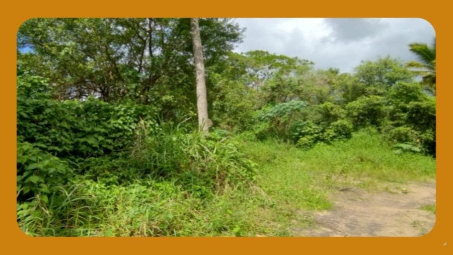 Foto 1 de 2: Terreno em leilão em Igarassu - PE, bairro Centro — PARTE DE TERRAS PRÓPRIAS DENOMINADA "GRANJA SANTA MARTA", DESMEMBRADA DO SITIO SÃO JOÃO, IGARASSU/PE, MEDINDO 7 HECTARES.__
