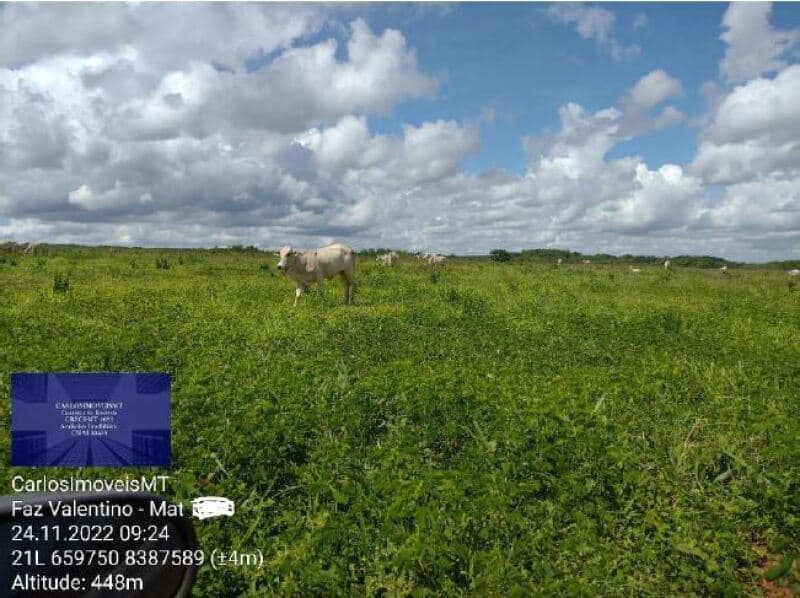 Foto 7 de 22: Area Rural em leilão em Rosário Oeste - MT — LOTE 001 IMÓVEL RURAL COM ÁREA DE 1.899,2700HAS, "FAZENDA VALENTINO", EM ROSÁRIO OESTE/MT