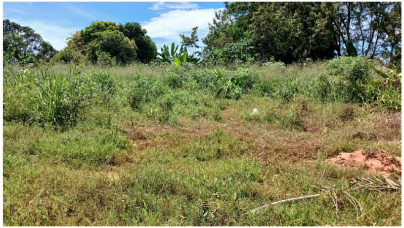 Foto 2 de 3: Terreno em leilão em São José Do Rio Claro - MT — LOTE 001 UM LOTE URBANO SOB Nº 12, DA QUADRA Nº 06, COM ÁREA DE 523,8437M²