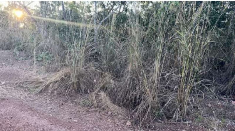 Foto 1 de 4: Terreno em leilão em Santo Antônio De Leverger - MT — LOTE 002 UM IMÓVEL, SITUADOS EM SANTO ANTÔNIO DO LEVERGER
