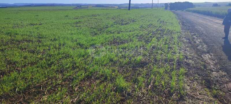 Foto 3 de 5: Area Rural em leilão em Roque Gonzales - RS — LOTE 004-4 15.000m², na Esquina Fátima (Fazenda Cerro Pelado), em Roque Gonzales/RS