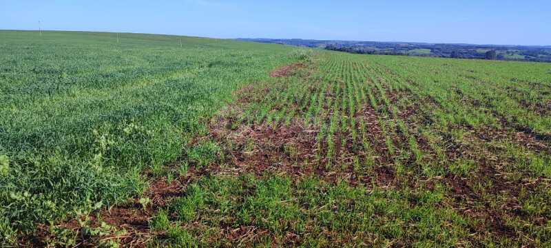 Foto 5 de 5: Area Rural em leilão em Roque Gonzales - RS — LOTE 004-4 15.000m², na Esquina Fátima (Fazenda Cerro Pelado), em Roque Gonzales/RS