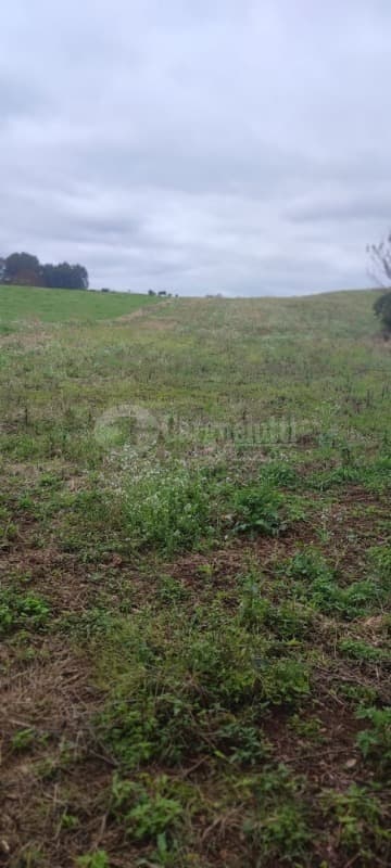 Foto 4 de 12: Area Rural em leilão em Tuparendi - RS — LOTE 001 25.666,66m² no Lajeado Minas, em Tuparendi/RS