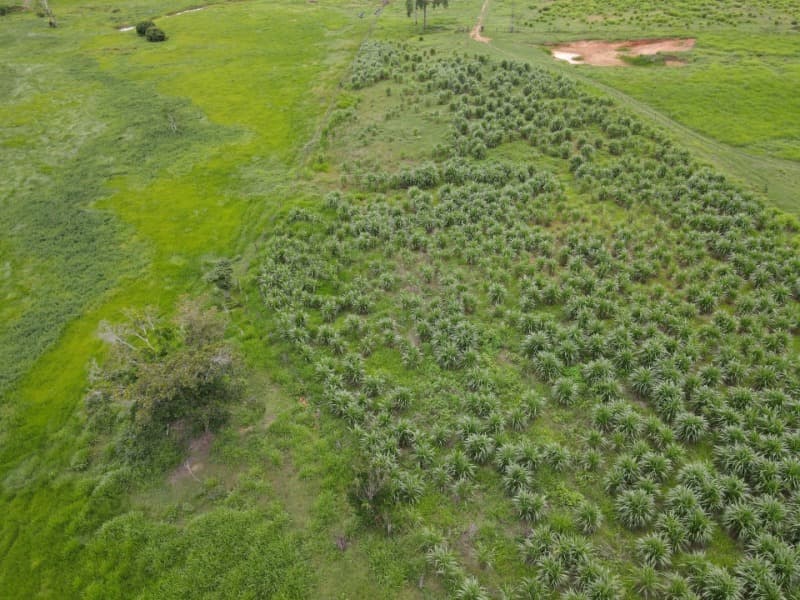 Foto 6 de 8: Area Rural em leilão em Monte Negro - RO — LOTE 001 AREA RURAL COM 211,8231 ha (duzentos e onze hectares, oitenta e dois ares e trinta e um cen