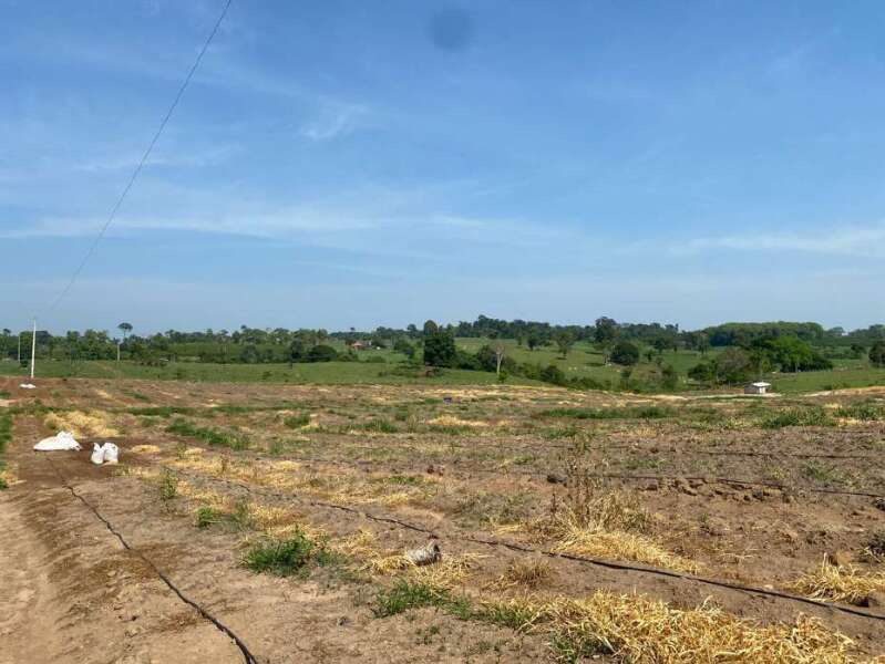 Foto 4 de 11: Area Rural em leilão em Novo Horizonte Do Oeste - RO — LOTE 001 IMÓVEL RURAL COM ÁREA DE 20,250560ha (vinte hectares, vinte e cinco ares, cinco centiares e