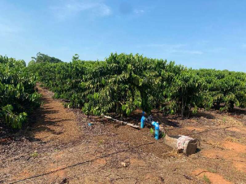 Foto 10 de 11: Area Rural em leilão em Novo Horizonte Do Oeste - RO — LOTE 001 IMÓVEL RURAL COM ÁREA DE 20,250560ha (vinte hectares, vinte e cinco ares, cinco centiares e