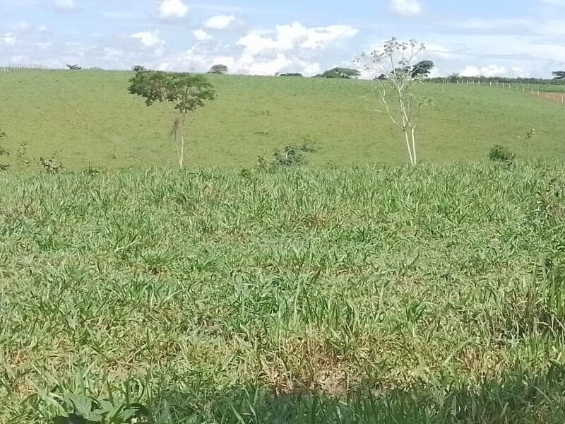 Foto 6 de 9: Area Rural em leilão em Pimenta Bueno - RO — LOTE 001 IMÓVEL RURAL COM 183,8888ha EM PIMENTA BUENO/RO - ACEITA PARCELAMENTO